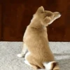 Perritos Animados 10