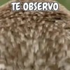 Memes de Animales 🐕🐈 7