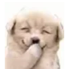 Animals Reaction 6