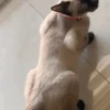 Viral Dances 2 10