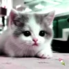 Милые кошки 19