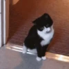 Cat cat 11