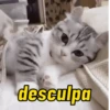 Novos gatinhos fofos 11