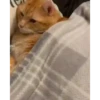 Meme kucing 12