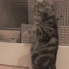 Cat cat 13