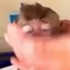 Random Memes And Pranks 13