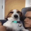 Cute puppies 14