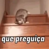 Novos gatinhos fofos 7