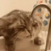 Animales Divertidos MOV 2🐶🐱 15