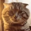 Gatinhos expressivos 😹 7