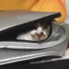 Novos gatinhos fofos 6