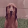 Perritos Animados 14