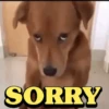 Animals Reaction 12