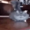 ☄️ MEMES Mov 1 🍪 13