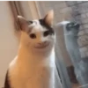 Animated Memes 12