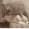 Funny Animals 7