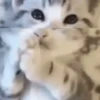 Gatitos animados 12