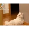 Meme kucing 5