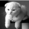 GATINHOS FOFOS V2 ❤️ 5