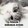 Low quality cat 12