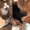 Cat cat 8