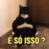 Gatinhos Memes🐈 9