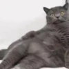 Gatinhos expressivos 😹 5