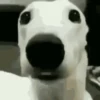 Perritos Animados 8