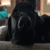 Perritos Animados 12
