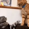 Dilo Con Animales  Vol.1 12