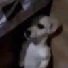 Memes cachorro | dog  11