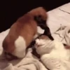 ✴️💚Funny Dogs🐶✴️ 19