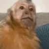 Macacos 8