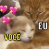SÓ GATINHOS FOFOS ❤️ 11