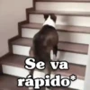 ✴️💚Funny Dogs🐶✴️ 5