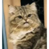 Gatitos lindos 3.0 - anubiss 11