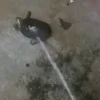 🎵 TIKTOKeando 17🎵 10