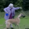 Funny Animals 8