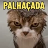 Gatinhos Memes🐈 8