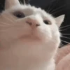 😻Gatitos Pal Chat 2 😹 5