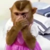 🙉Monos 🙊🐵 14