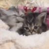 ❀ᮬ🐱⣧ ᩡᩡ Gatitos!©️Pochis 24