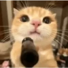 Gatos  23