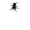Creepy Spider