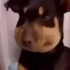 Animated You Need 7 10