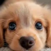 Animales IA 5