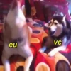 Husky fofinhos 13