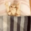 😸 Gatitos 😸 7