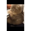 Cat Meme 2025 25