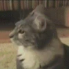 Cat 14
